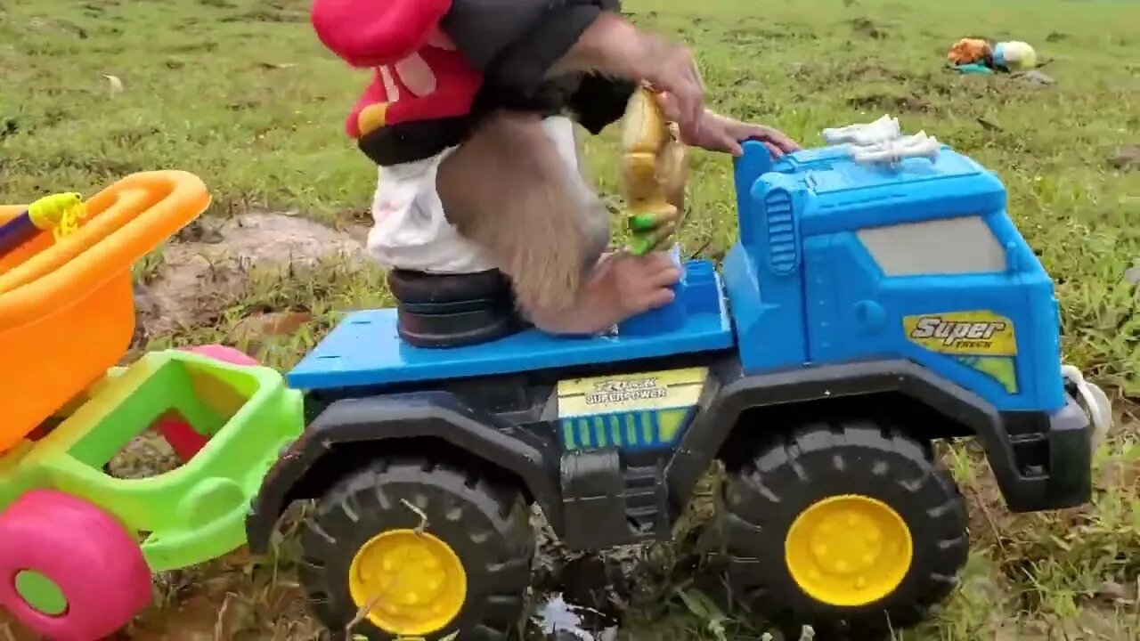 Baby monkeys go koi fishing and rescue lions, sharks, crocodiles, toy turtles in the mud