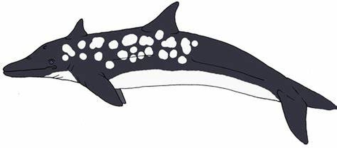 Rhinoceros Dolphin