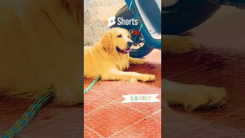 May The 4th be with you on the 9th 🤭 #goldenretriever #ytshorts