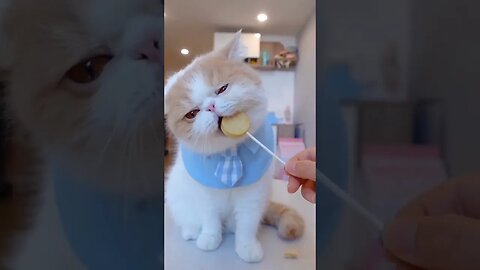 Greedy cat