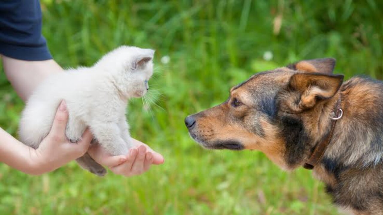 Animals are Awesome