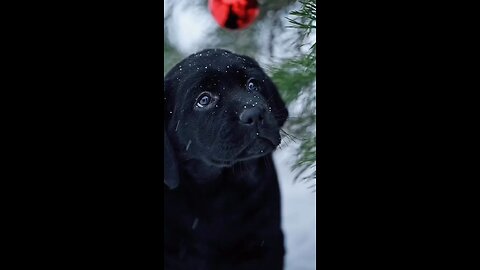 Snowfall on dog beautiful 😍😍❤️❤️ dog in snow cute video