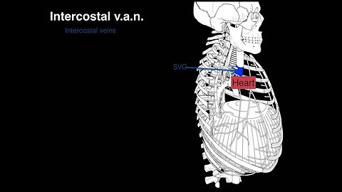 Intercostal v a n