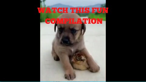 Fun Animal Compilation -Try Not To Laugh