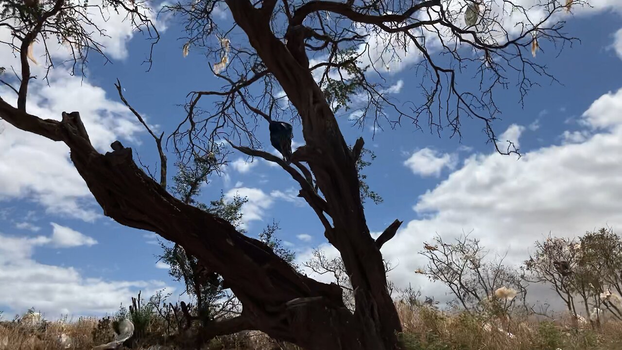 Trash tree outside of Maui Landfill