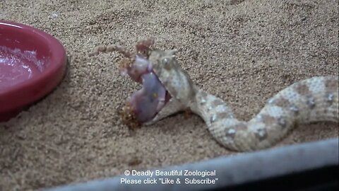 Episode #1068 Sawscale eggs, Thud Junior, and Horned Adder