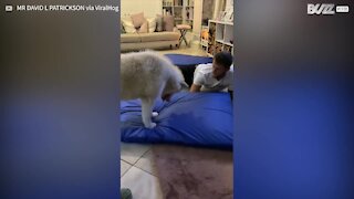 Husky confuso com o chiar da sua cama