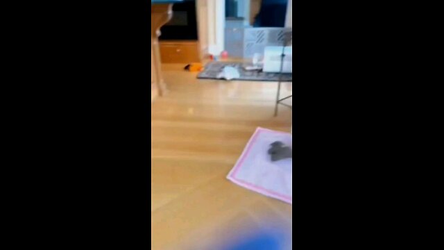 Funny Animal Videos