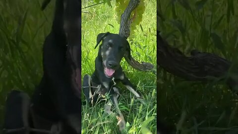 Lili in the vineyard #puppies