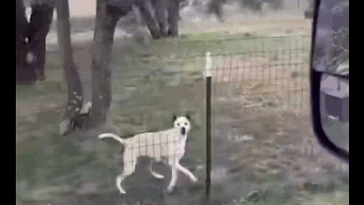 Dogs are built for running