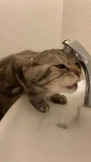 funny cat trying to drink water