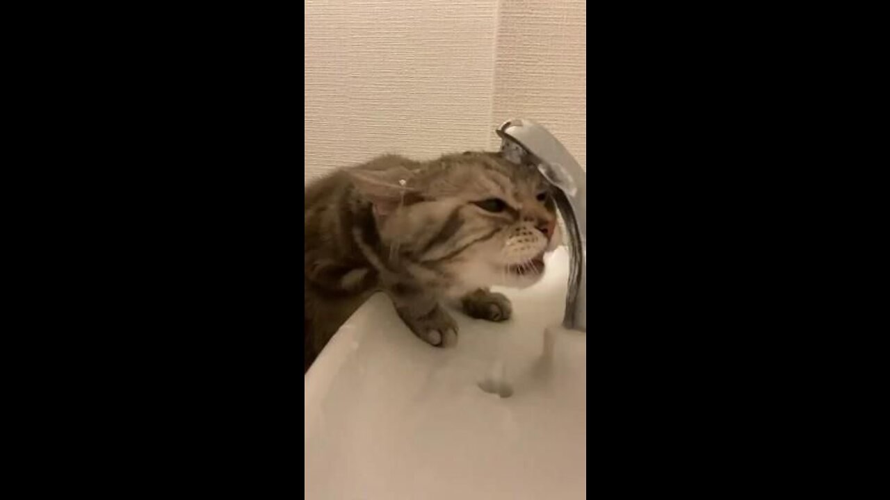 funny cat trying to drink water