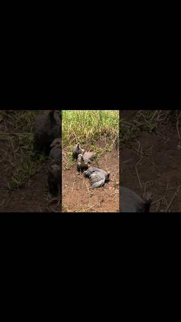 Brave guinea fowl keet exploring the outdoors 10 - 11 weeks old