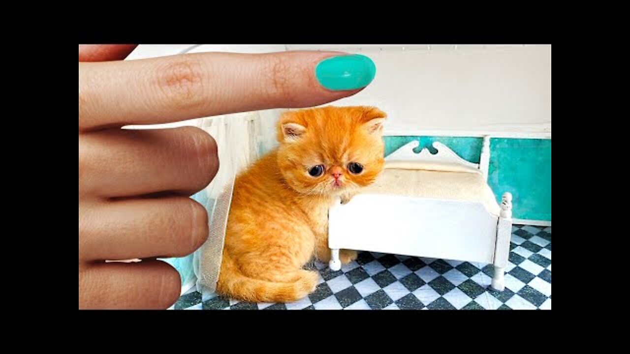 The SMALLEST rescued KITTEN in the World found a family !