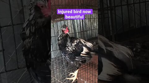 Injured bird now beautiful