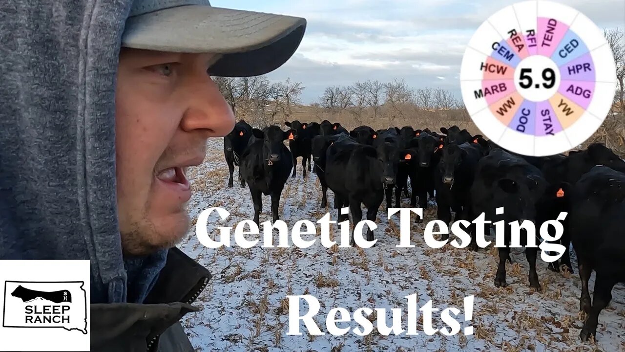 How Ranchers use DNA in Decision Making!