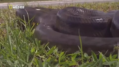 THE ! SILENT ! KILLER ANACONDA National Geographic Documentary