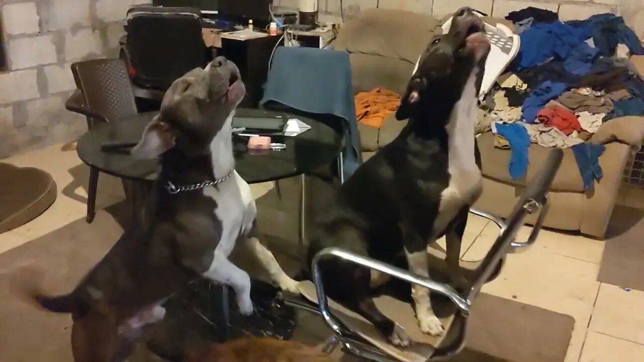 Itching and Howling...It's Normal Around Here