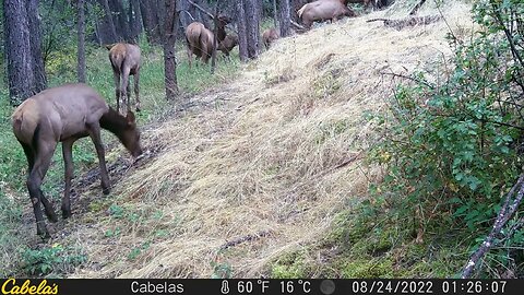 Elk herd