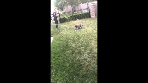 Dog loves chasing the hose water