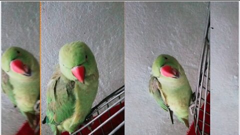 Parrot trying Bite My Finger 🦜