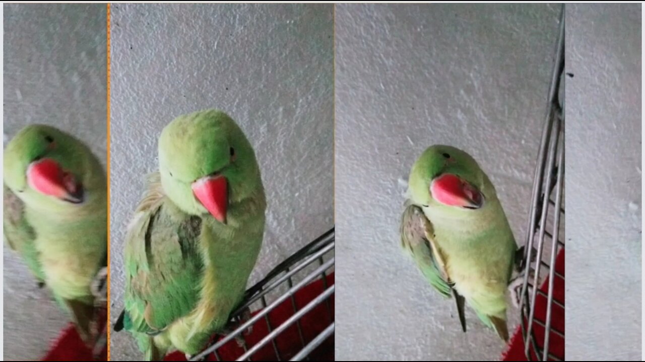 Parrot trying Bite My Finger 🦜