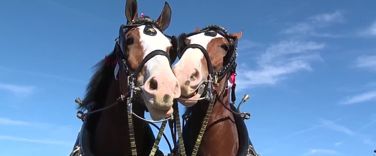 Budweiser Clydesdales to visit Boulder City March 24