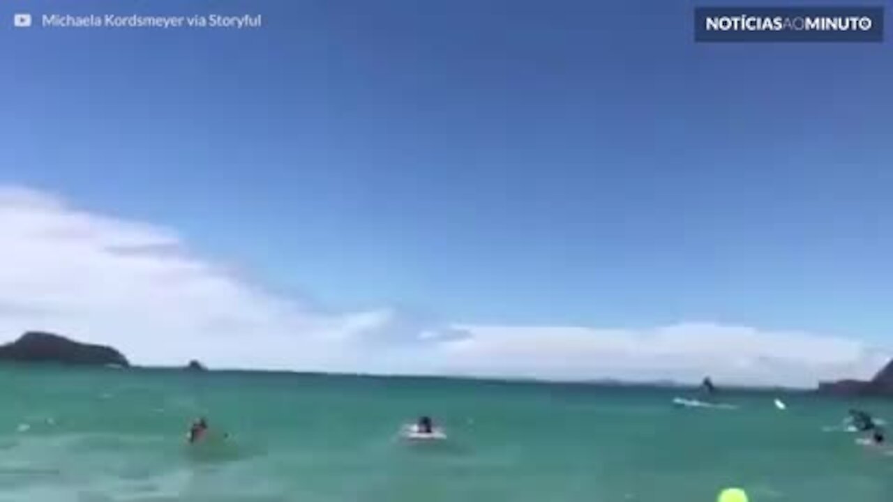 Grupo de golfinhos visita banhistas em praia na Nova Zelândia