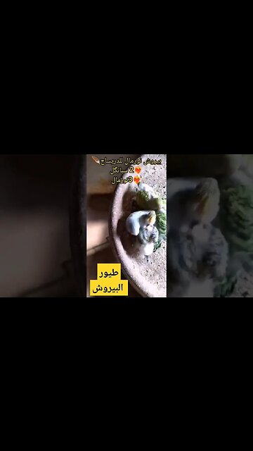 فراخ طائر البيروش هوكو رينبو