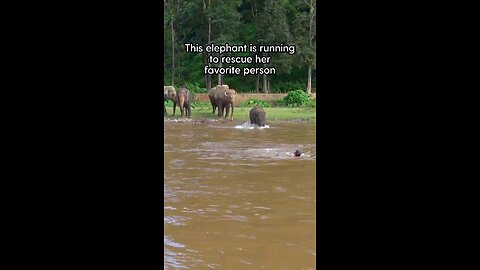 elephant saves his favorite person