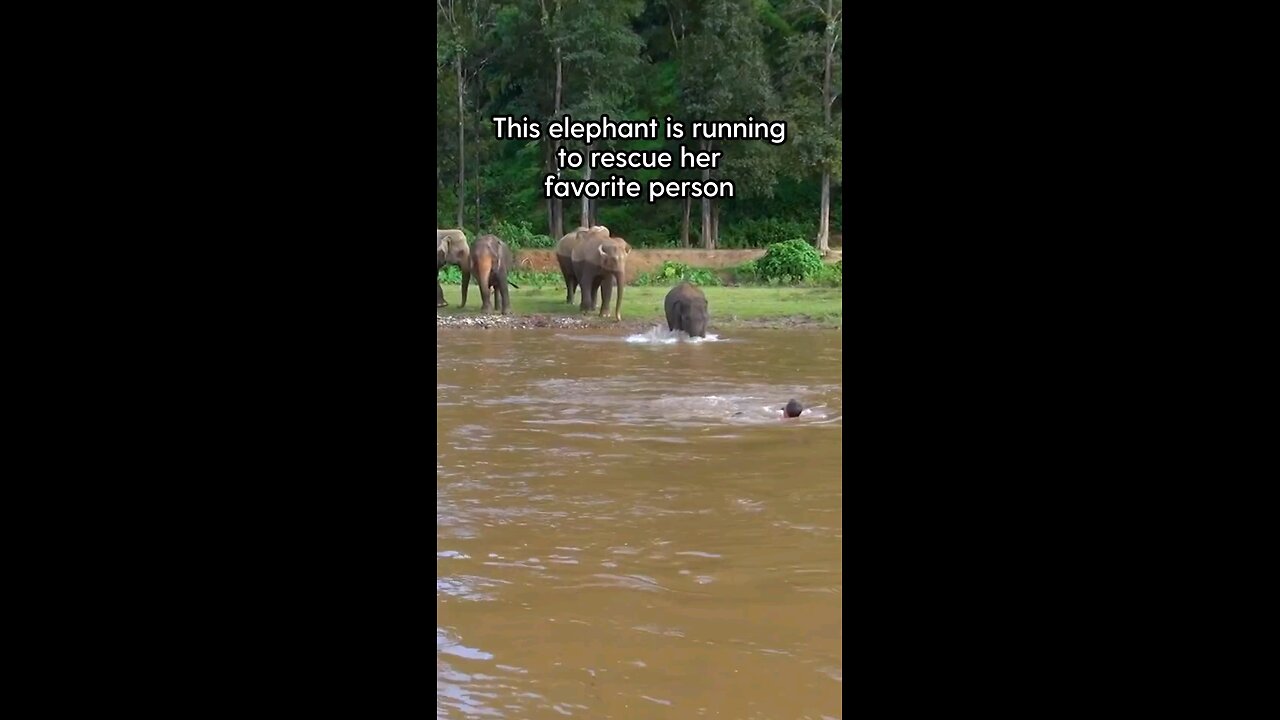 elephant saves his favorite person