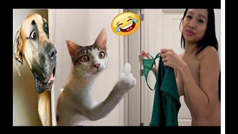 When animal went crazy 🤣 lol ! Can you control your laugh 😂