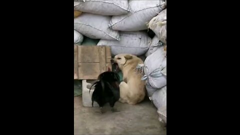 Chicken 🐔, fighting with dogs.