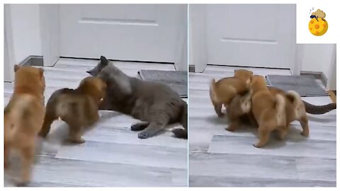 puppies filling the cat with love