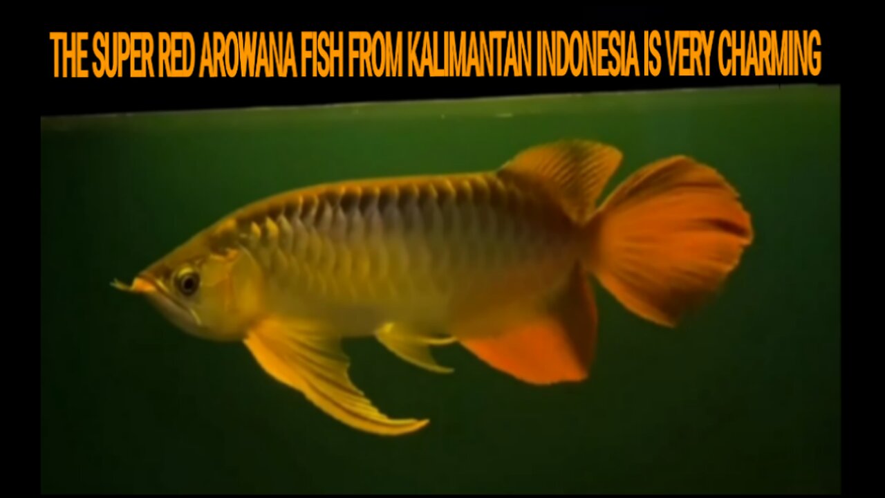 THE SUPER RED AROWANA FISH FROM KALIMANTAN INDONESIA IS VERY CHARMING