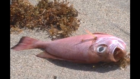 PBC removing dead fish from beaches