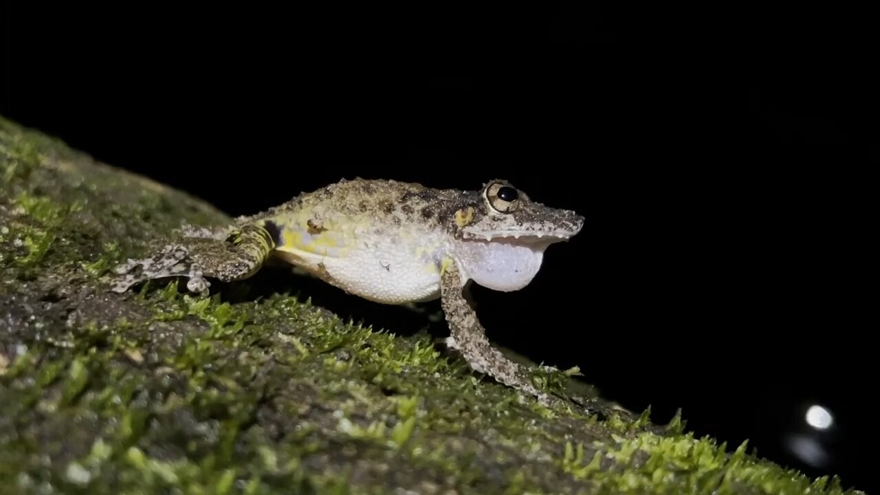 Boulenger's Long-snouted Tree Frog, Costa Rica.