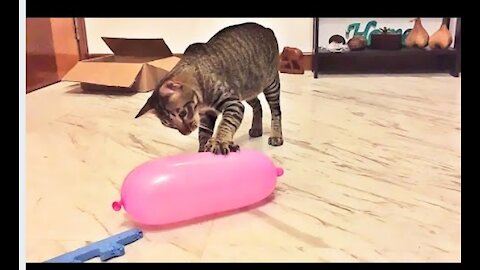 Cat Reaction to Playing Balloon - Funny Cat Balloon Reaction Compilation