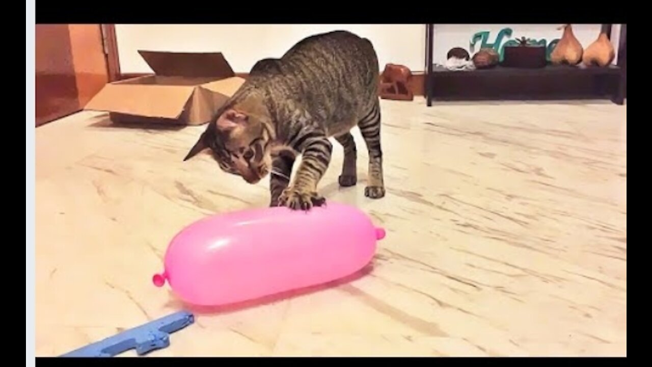 Cat Reaction to Playing Balloon - Funny Cat Balloon Reaction Compilation