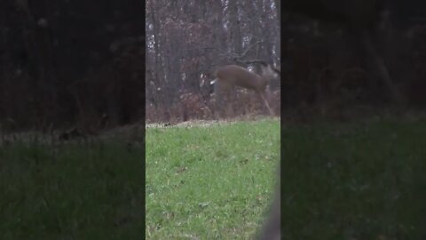 What is wrong with this doe? #shorts #deer #deerhunting