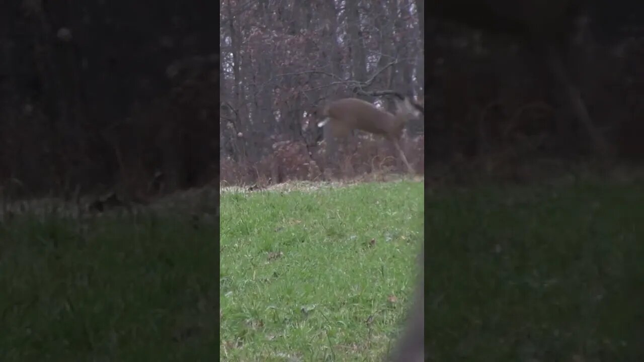 What is wrong with this doe? #shorts #deer #deerhunting