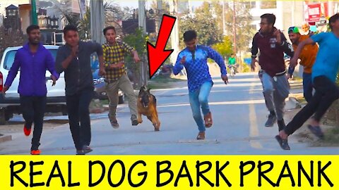 Real Dog Bark Prank | Part 2