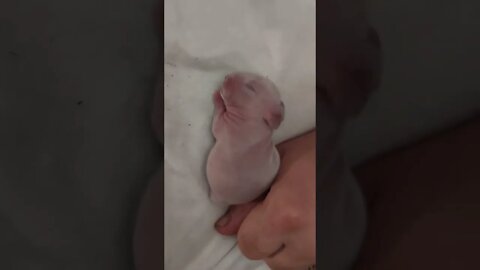 Cute Baby Bunny