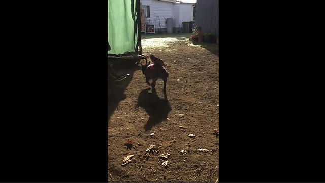 Parrot goes for piggyback ride on French Bulldog buddy