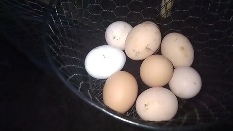 6 eggs from 5 hens?
