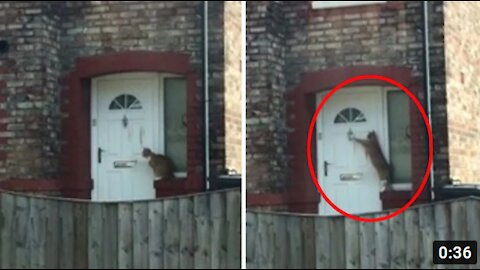 Smart cat knocks on door