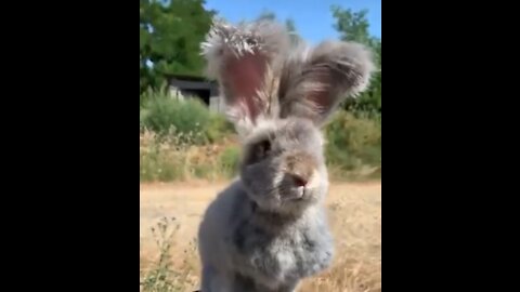 Fluffy Bunny-Cute