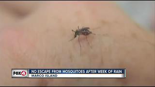 Voracious mosquitoes back in Marco