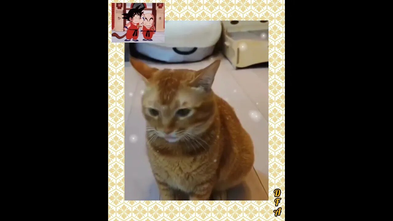 GATO CANTANDO LINDAMENTE #gatosengraçados #animalshorts #funnypetvideos