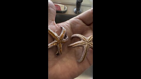 Starfish Was Alive!